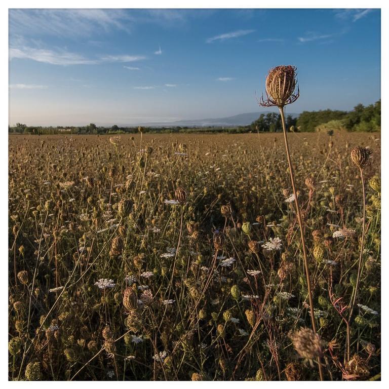 Agriturismo La Torricella ปิสโตยา ภายนอก รูปภาพ
