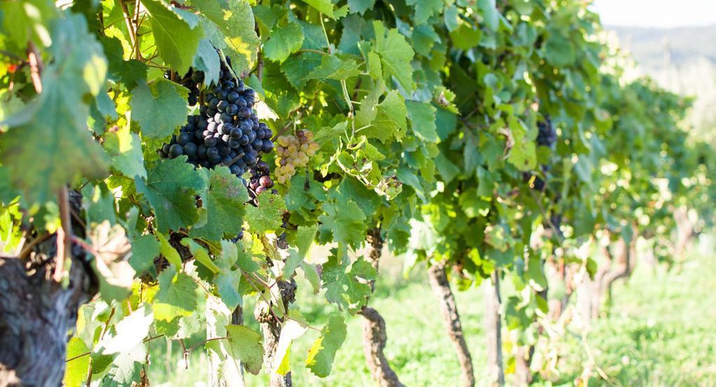 Agriturismo La Torricella ปิสโตยา ภายนอก รูปภาพ